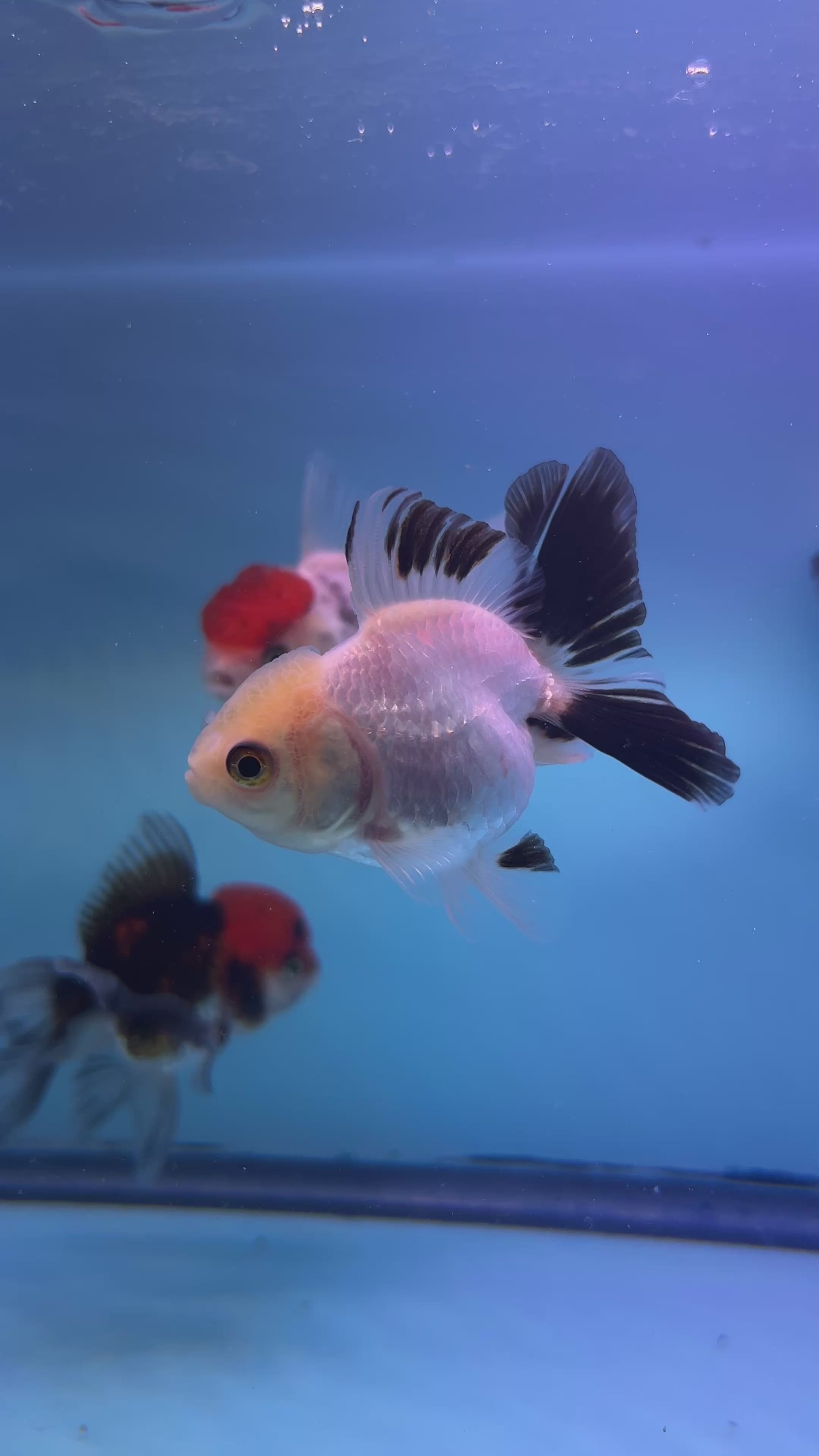 Live Premium Fancy Goldfish Thai Oranda Panda Lemon Head 2” body (JC-092) R1C02