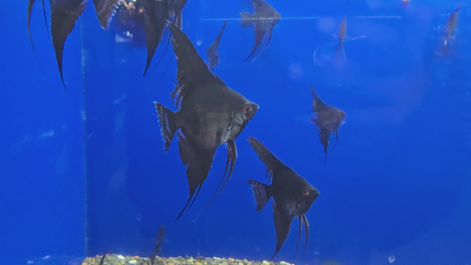Live Freshwater Aquarium Black Angelfish, Medium Size - (Our Choice)