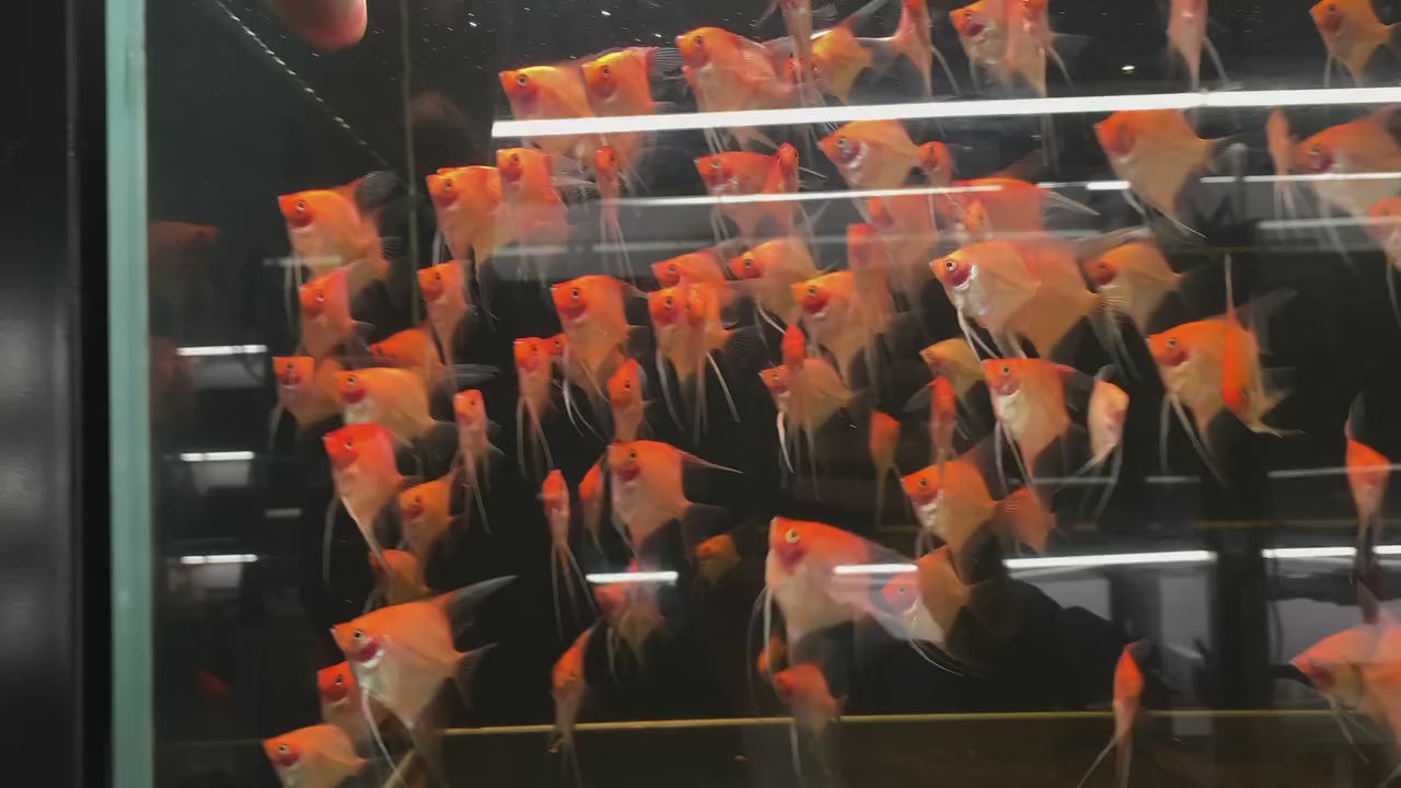 Live Fancy Fish – Sunset Longfin Angelfish – Rare Line-Bred Pterophyllum Scalare – Direct From Farm