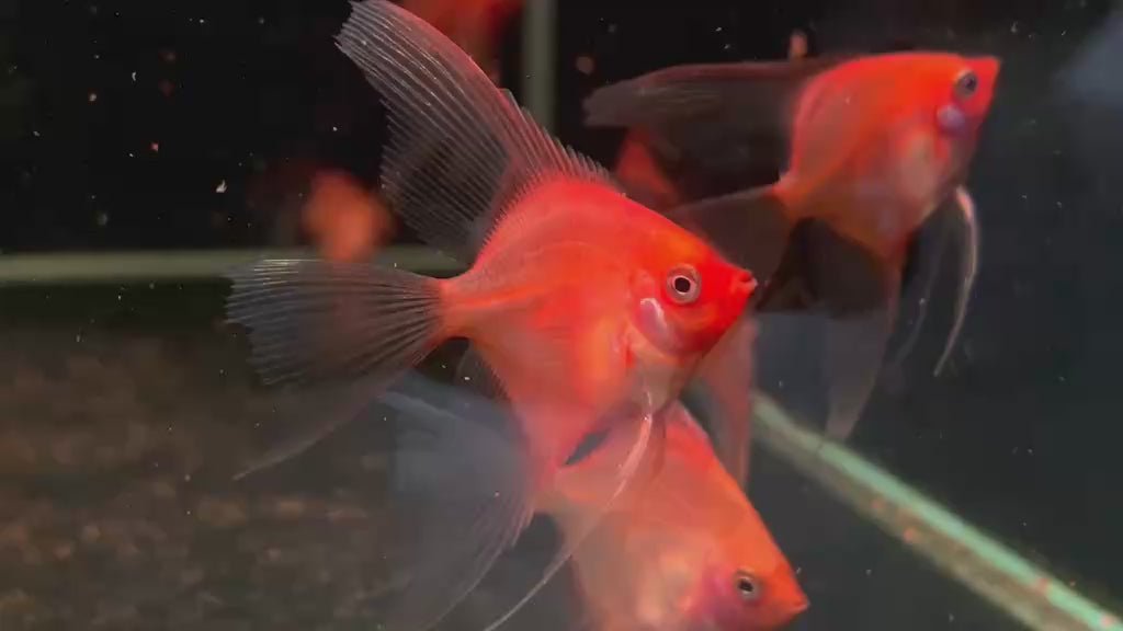 Live Fancy Fish – Sunset Longfin Angelfish – Rare Line-Bred Pterophyllum Scalare – Direct From Farm