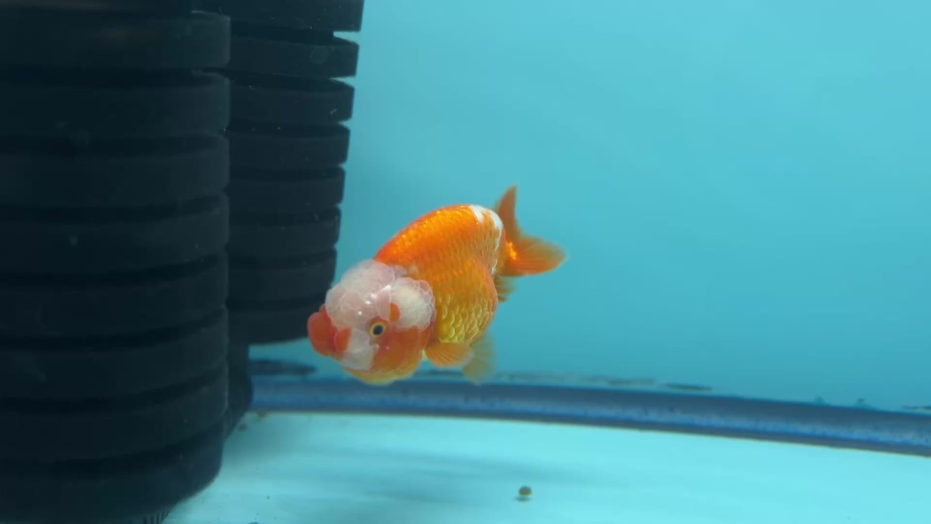 Live Premium Fancy Goldfish Lionchu Dragon Head Red/White 3” body A Grade