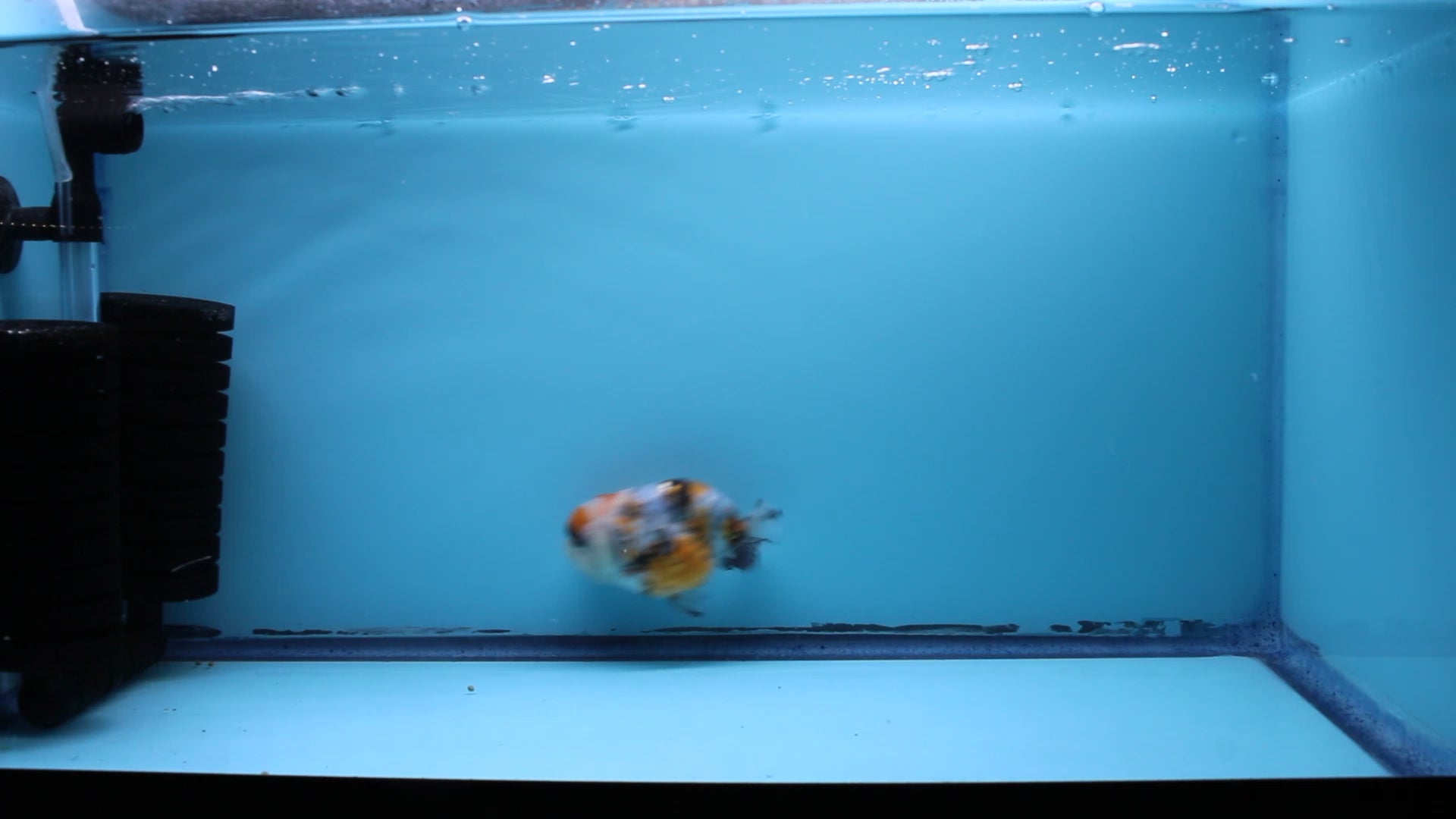 Live Premium Fancy Goldfish Ranchu Galaxy Calico Male 3.5” body 8 Months (JC-059)