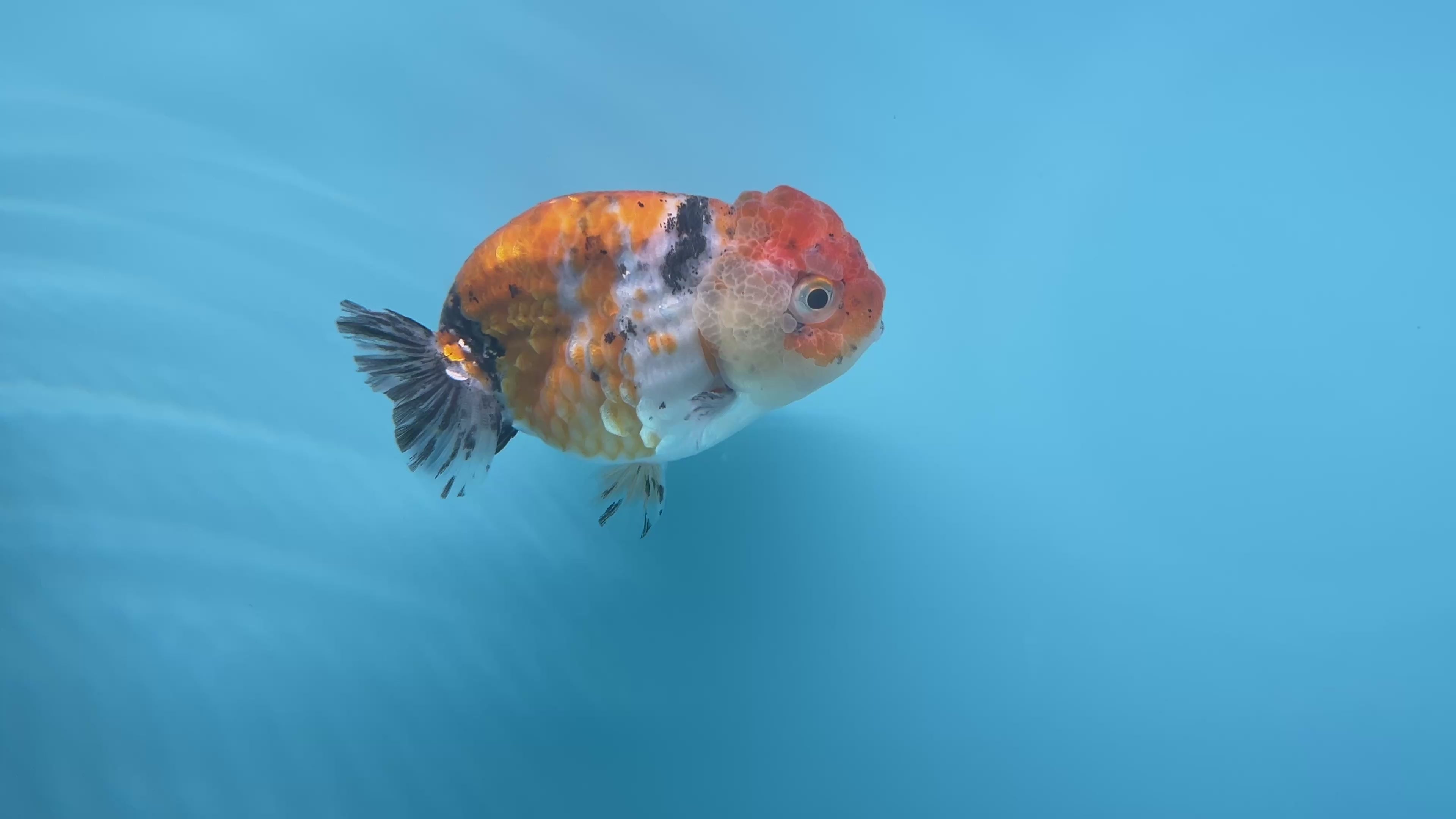 Live Premium Fancy Goldfish Ranchu Galaxy Calico Male 3.5” body 8 Months (JC-060)