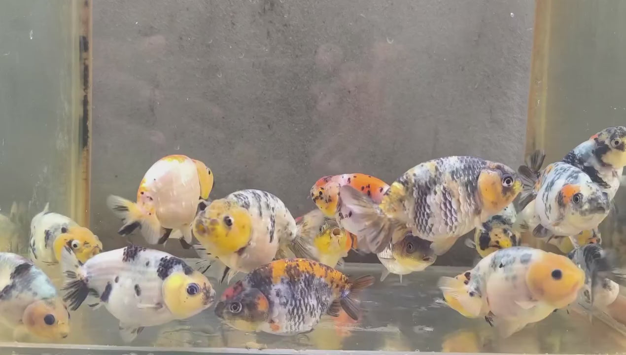 Live Fancy Goldfish Thai Ranchu Tiger Calico 2.5"-3.5" Body (OUR CHOICE)