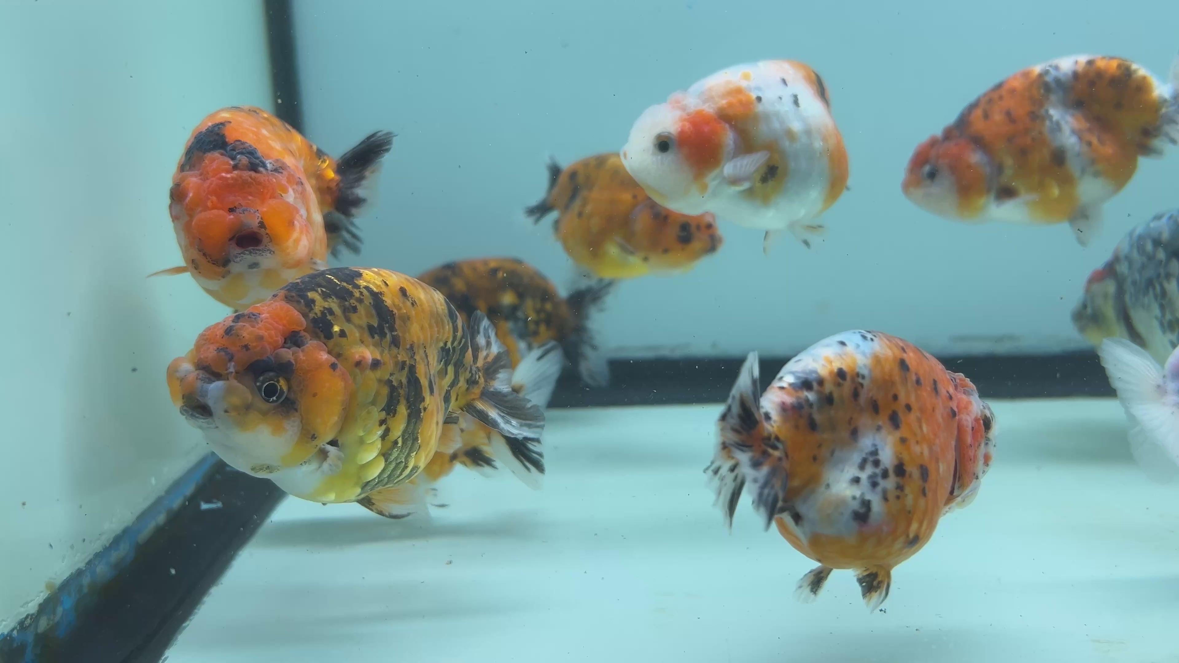 Live Fancy Goldfish Premium Thai Ranchu Tiger Calico 2.5"-3.5" Body (Our Choice)