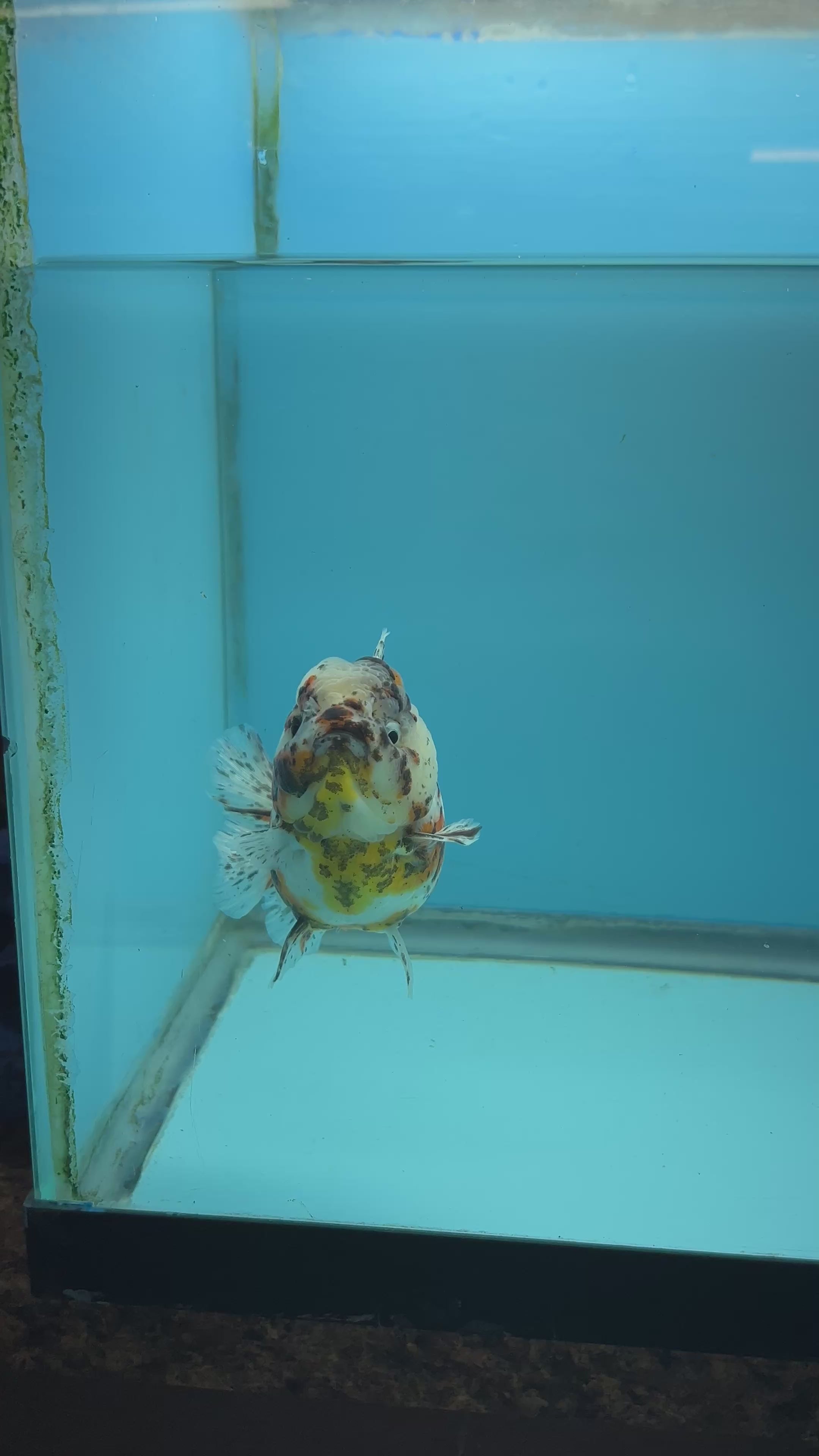 NK Thailand Thai Oranda Short Tail White Tiger Calico 4” Body Male (JC-030) R1C4 (FREE 2 DAY SHIPPING)