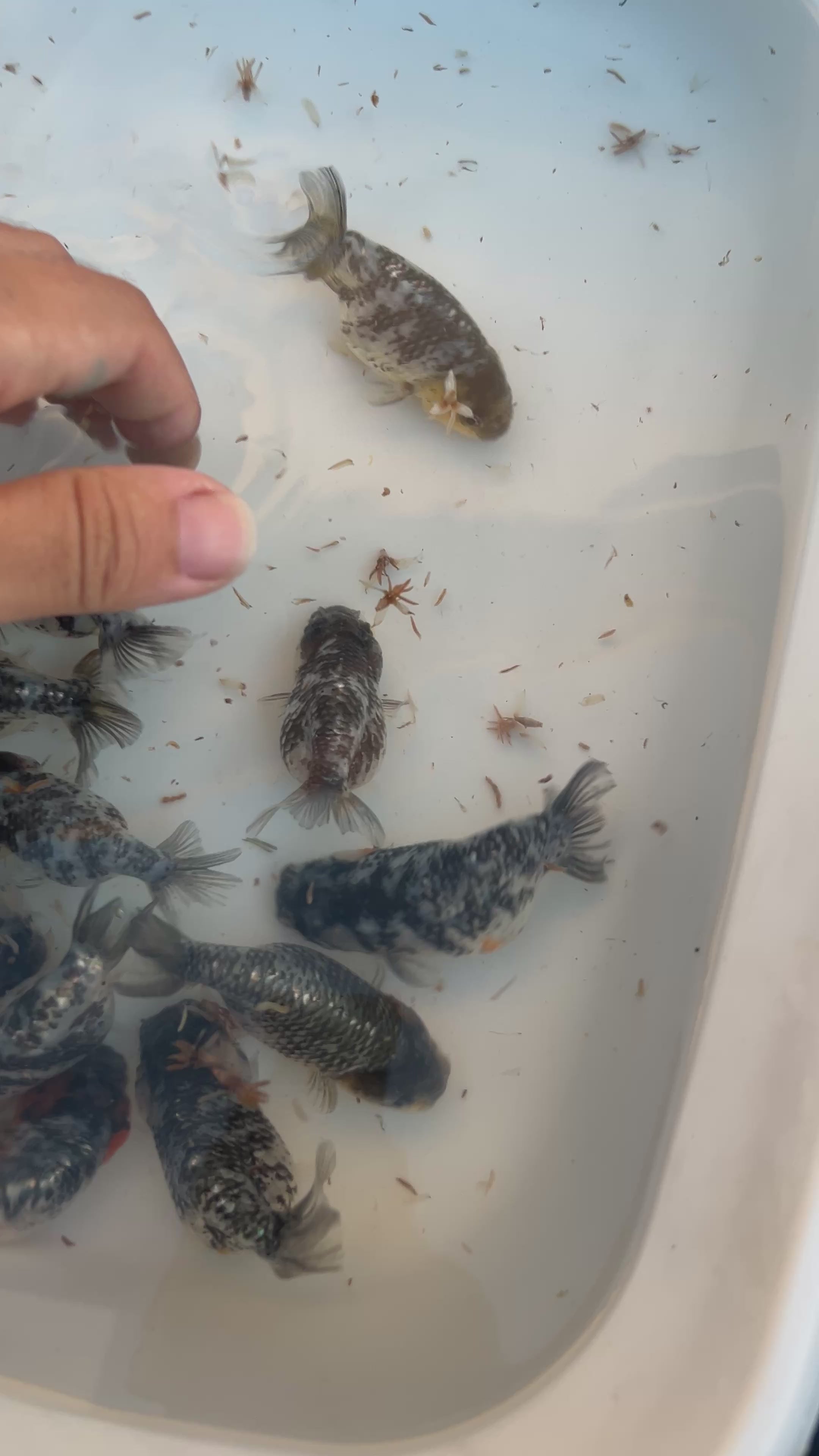 Live Fancy Goldfish Premium Select Our Choice White Tiger / Granite Calico Ranchu – Direct from Farm