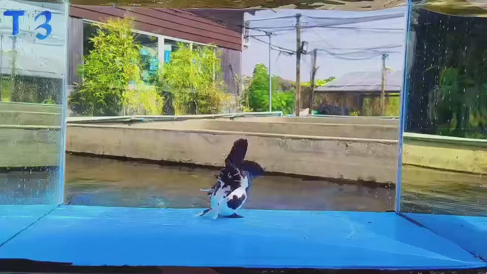 (4 PACK)Thai Oranda 3"-4" Body Tri-Color Direct From Farm AAA GRADE SHOW GRADE AWARD WINNING (Our Choice)