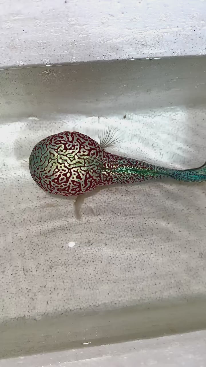 Live Freshwater Fish King Kamfa 2-Tone Goldenbase Flowerhorn Cichlid (VIP/High Grade) - Direct From Farm