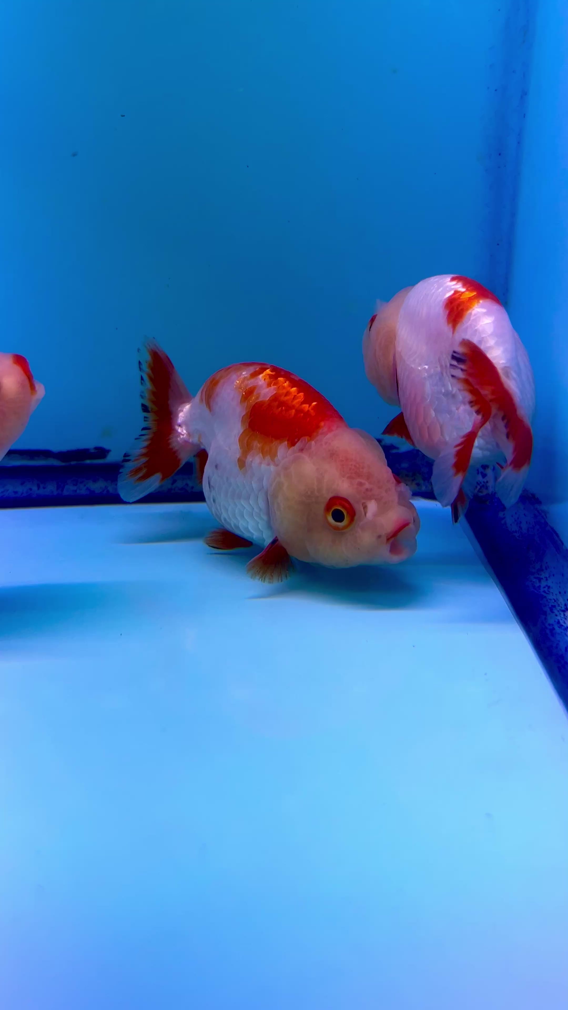 Live Premium Fancy Goldfish Thai Ranchu Red & White 3" Body 6 Months (JC-101) R1C03