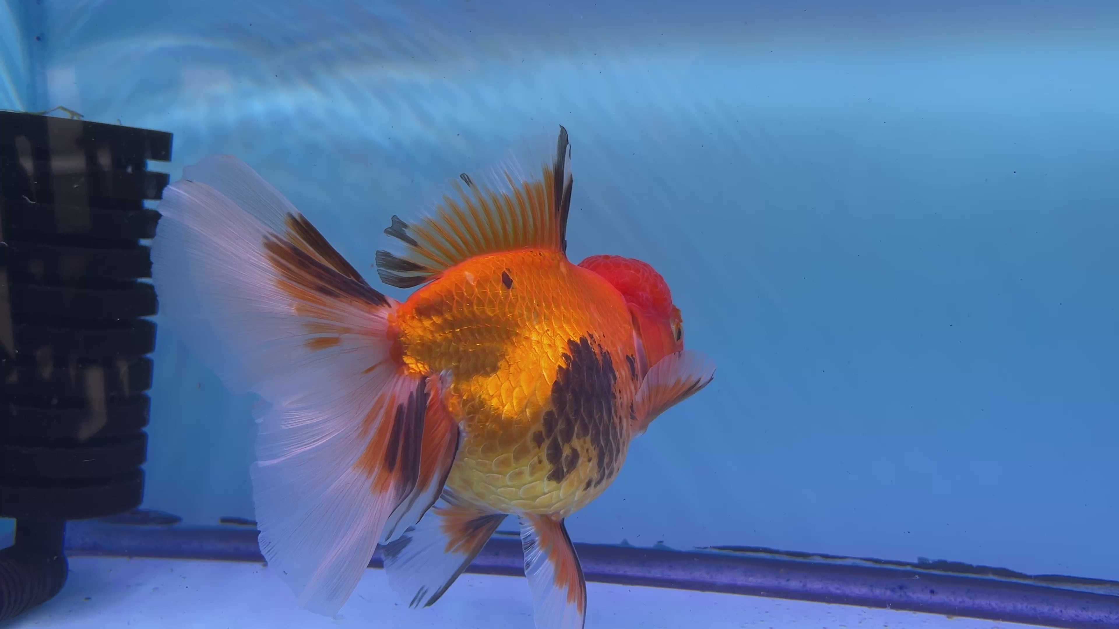 Live Premium Fancy Goldfish Thai Oranda Tri-Color Giant Breed Peacock Orchid Tail Female 4” Body 8 Months (JC-074)