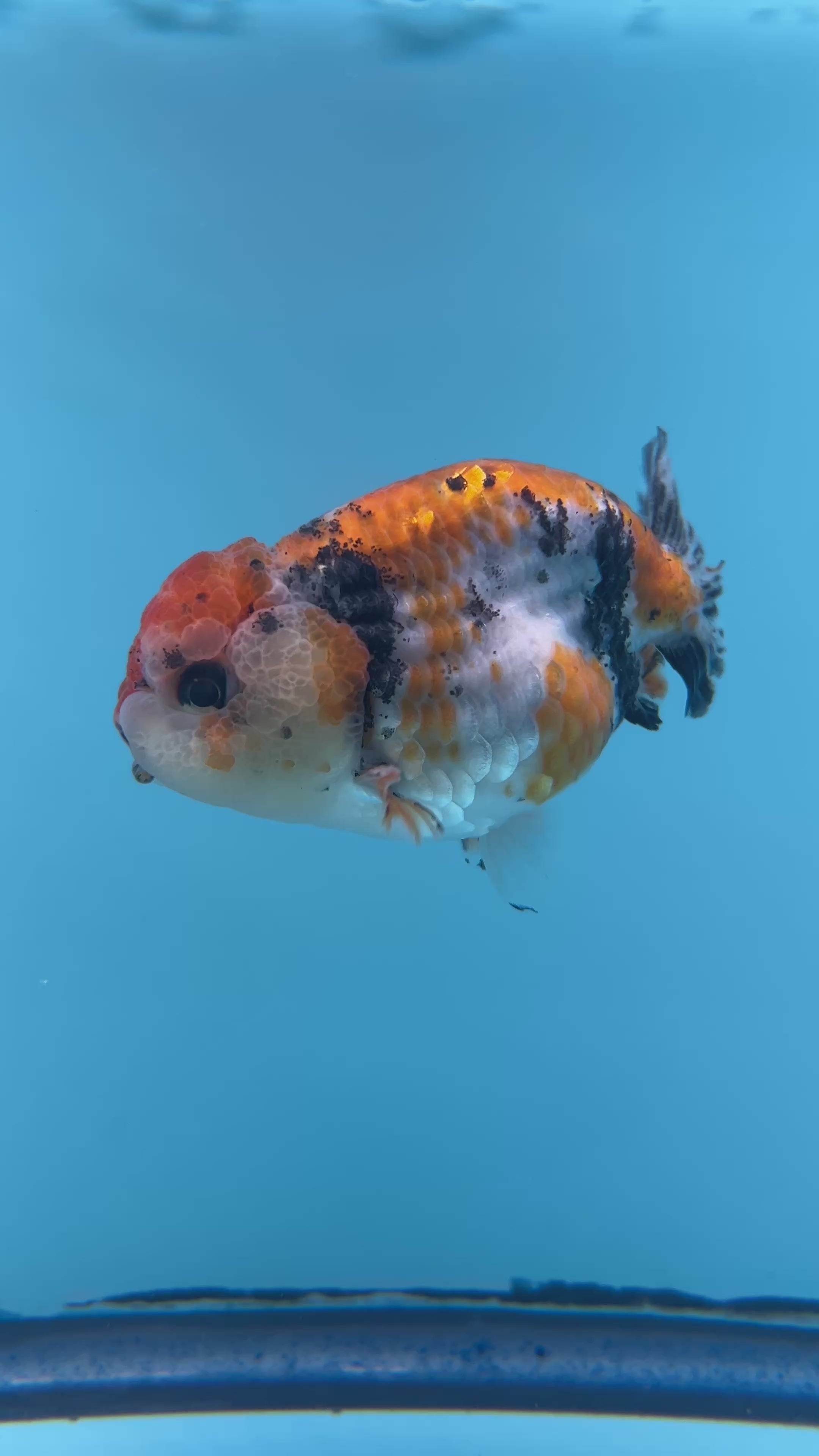 Live Premium Fancy Goldfish Ranchu Galaxy Calico Male 3.5” body 8 Months (JC-060)