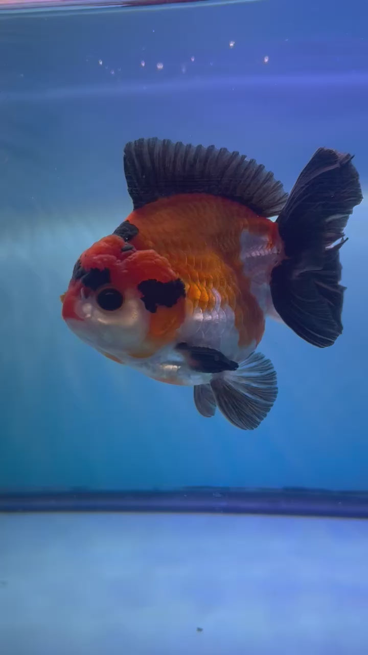Live Premium Fancy Goldfish Thai Yuanbao Oranda Tri-Color Giant Breed Short-Tail Male 3.5” Body 8 Months (JC-075)