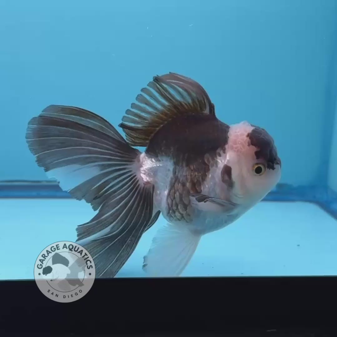 Grade AAA Thai Oranda Panda Rose Tail Strong Body Structure 3.5” Body Male 8 Months (JC-008)