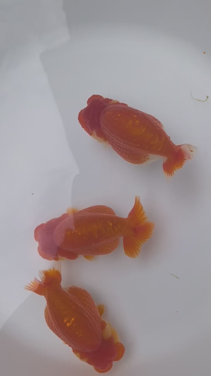 Live Premium Fancy Goldfish Thai Ranchu Red & White Dragon Head 2.5" inch body (Our Choice)