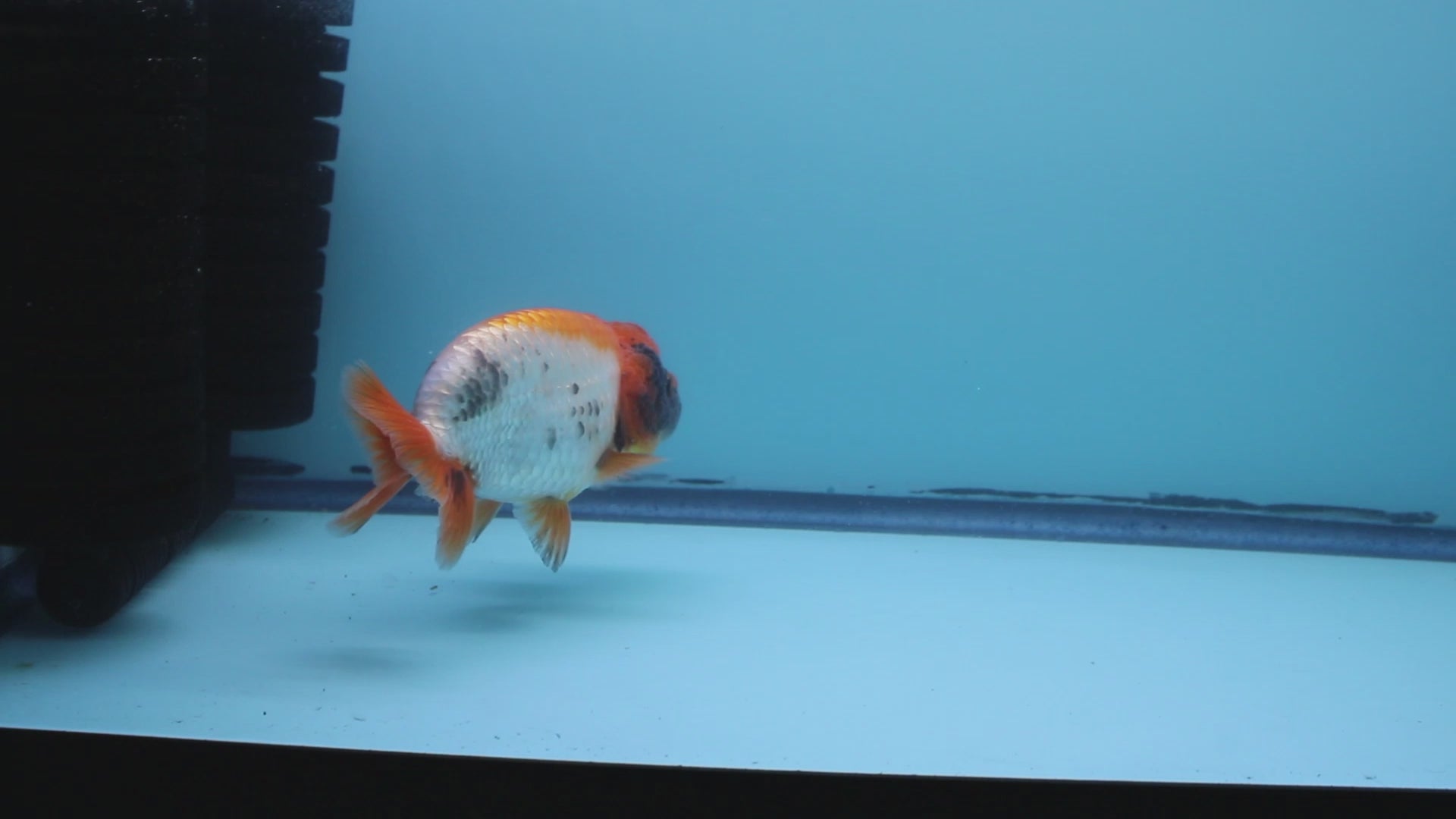 Live Premium Fancy Goldfish Thai Ranchu Red, White, & Black Female 3.5" Body 8 Months (JC-048)