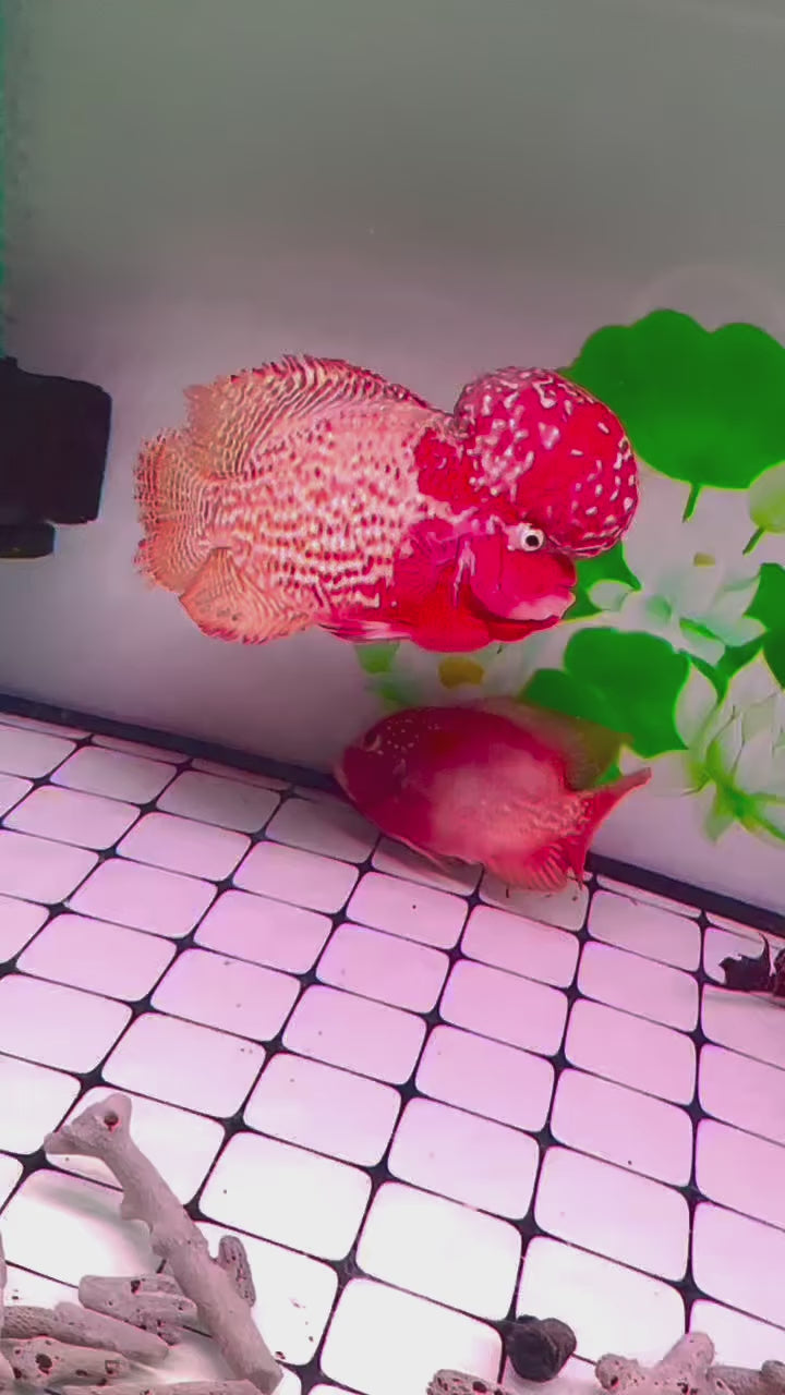 Live Freshwater Fish King Kamfa 2-Tone Goldenbase Flowerhorn Cichlid (VIP/High Grade) - Direct From Farm