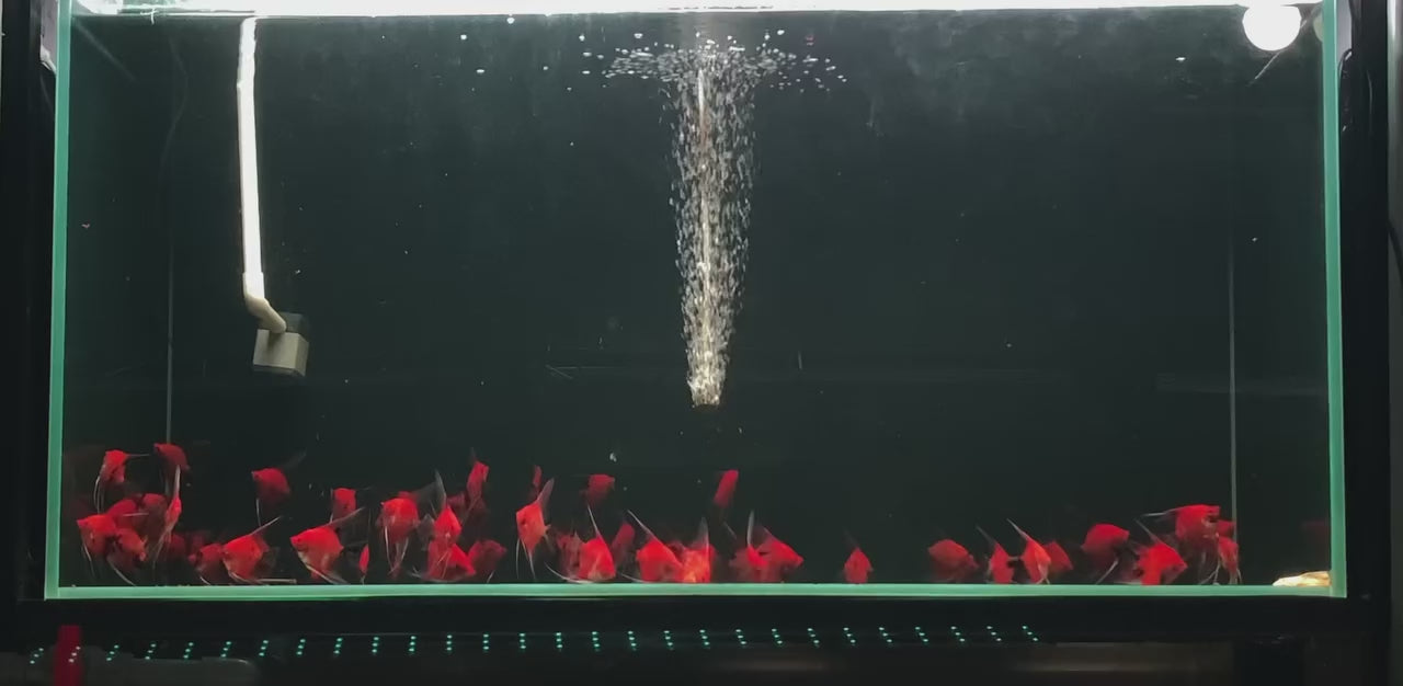 Live Fancy Fish – Red Devil (SUPER RED) Angel Fish VIP Grade, Rare Line-Bred Pterophyllum Scalare – (Our Choice)