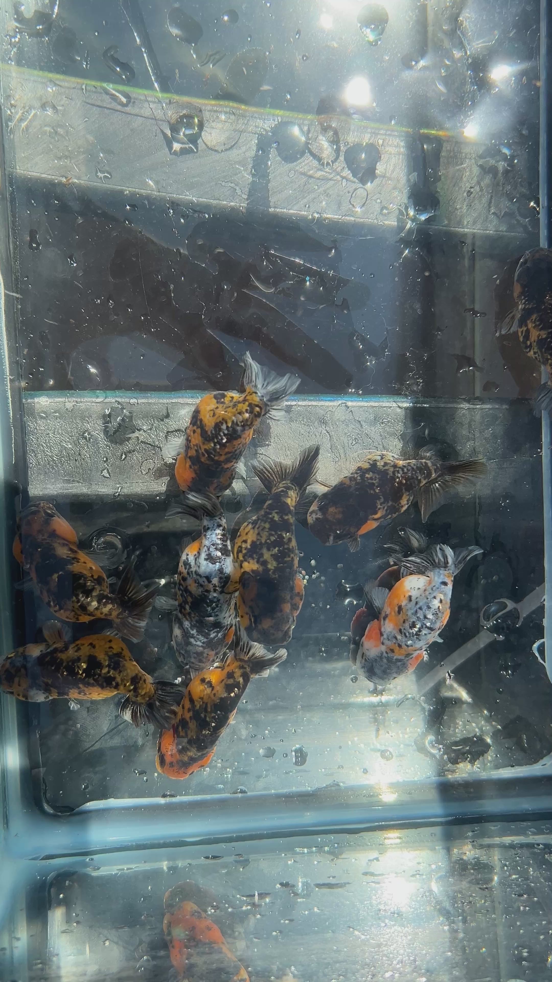 Live Premium Fancy Goldfish Red Tiger Giant Structure Ranchu Our Choice (Our Choice)