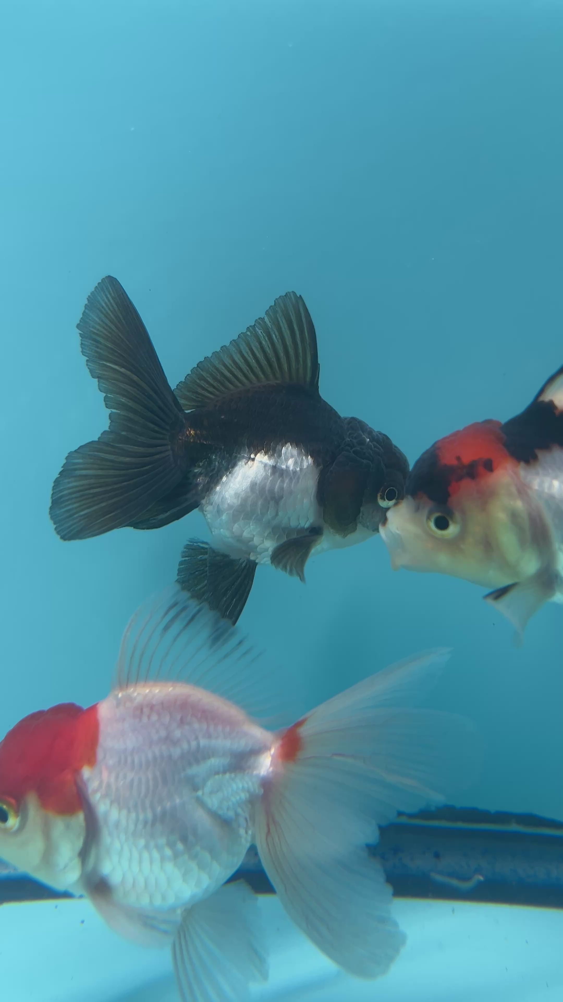 Live Premium Fancy Goldfish Thai Oranda Panda 2” body (JC-055)