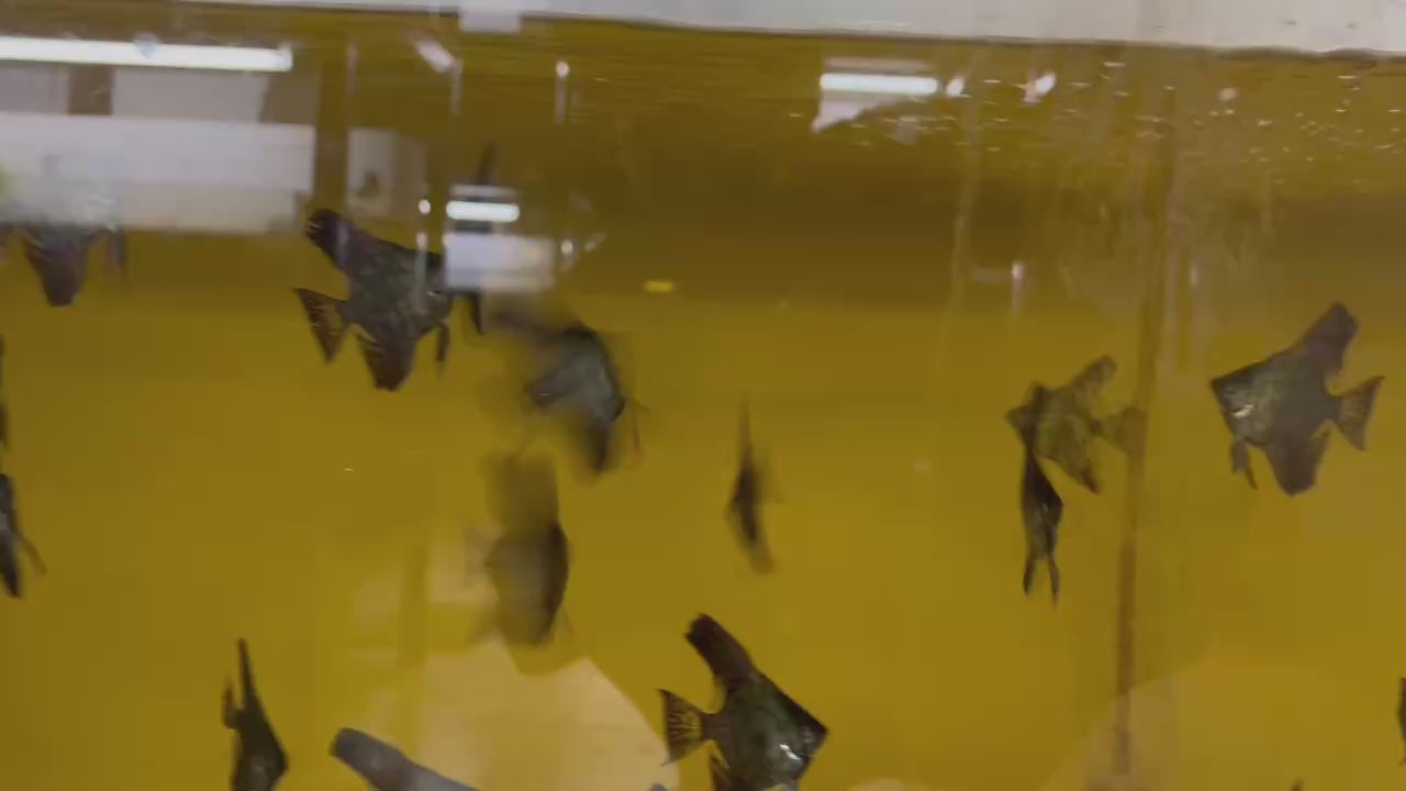 Live Fancy Fish – Leopard Angelfish Stunning Rare Line-Bred Pterophyllum Scalare VIP Grade – Direct From Farm