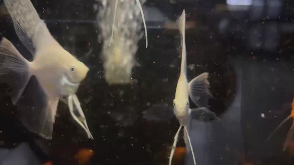 Live Fancy Fish – Diamond Koi Angelfish – Stunning Line-Bred Pterophyllum Scalare – Direct From Farm