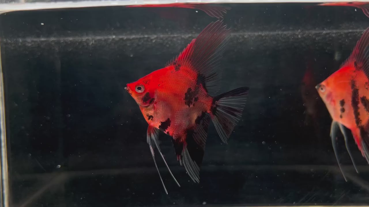 Live Fancy Fish – Red Devil (SUPER RED) Angel Fish VIP Grade, Rare Line-Bred Pterophyllum Scalare – (Our Choice)