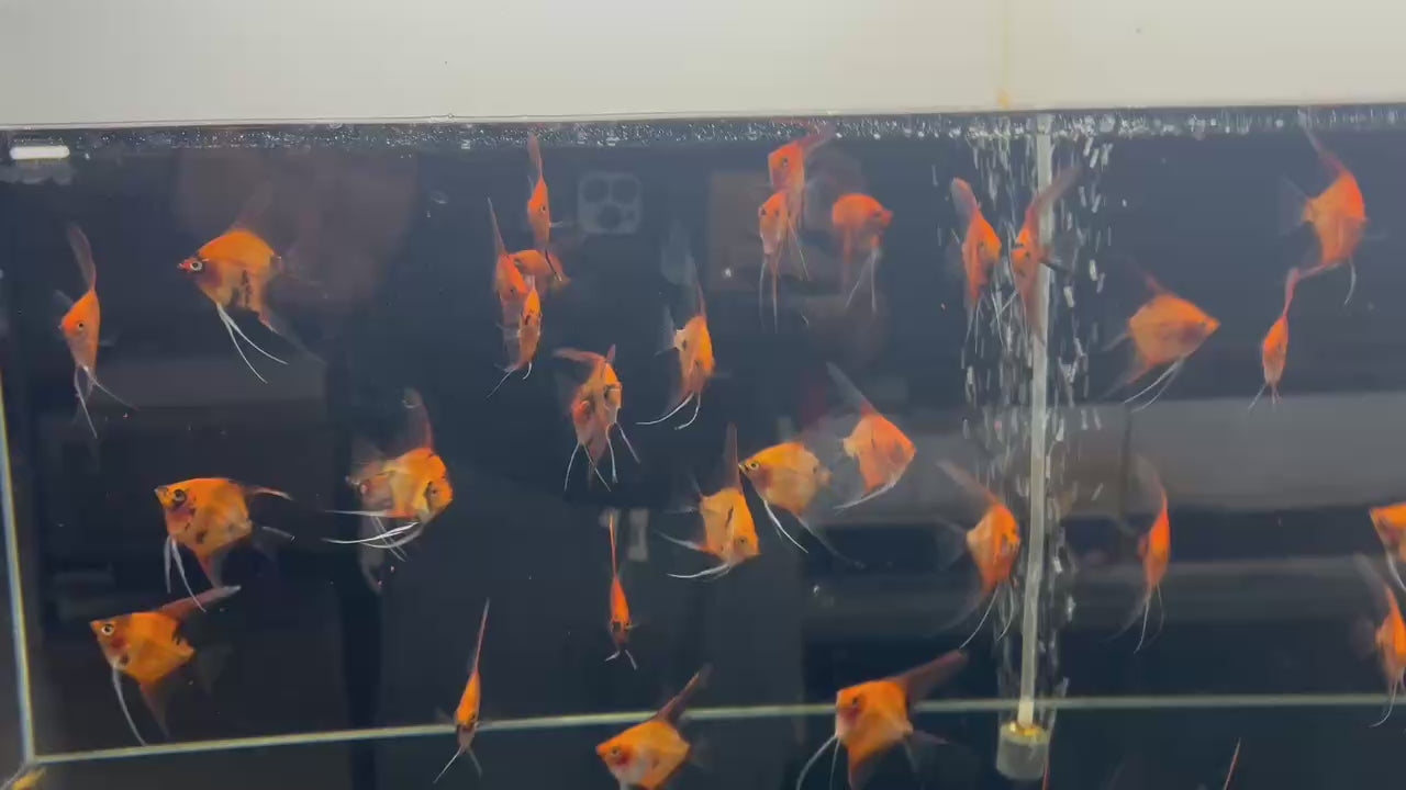 Live Fancy Fish – Red Devil (SUPER RED) Angel Fish VIP Grade, Rare Line-Bred Pterophyllum Scalare – (Our Choice)