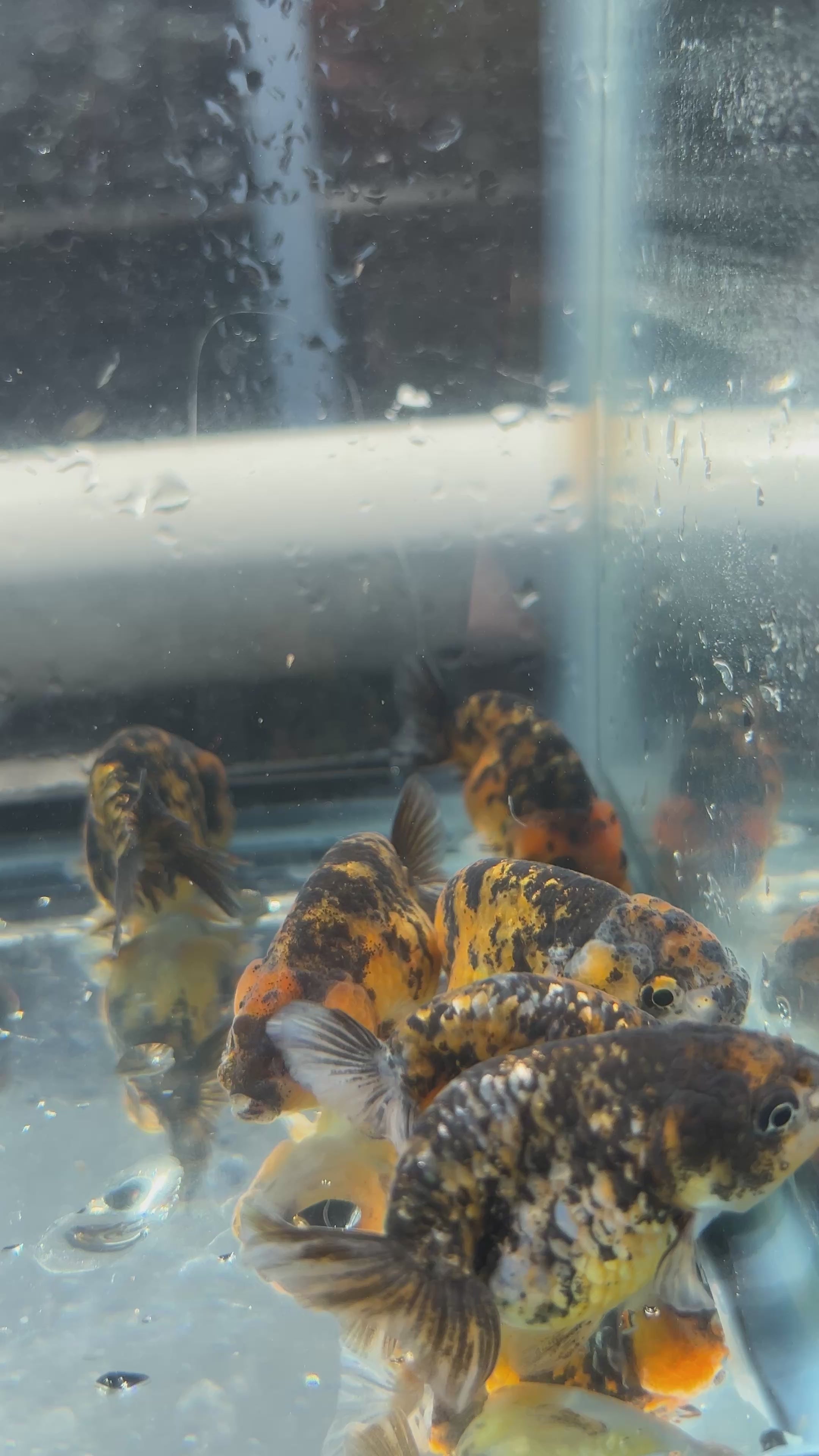 Live Premium Fancy Goldfish Red Tiger Giant Structure Ranchu Our Choice (Our Choice)