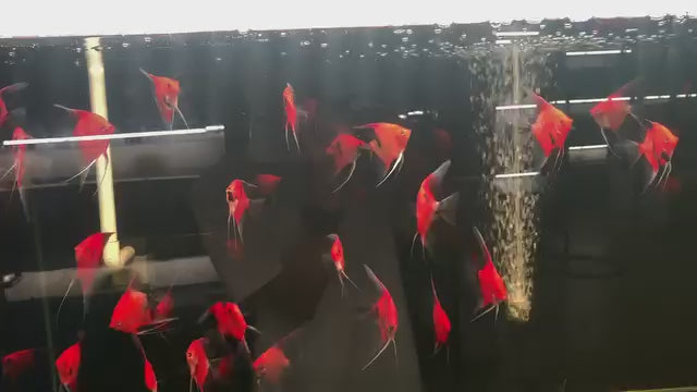 Live Fancy Fish – Red Devil (SUPER RED) Angel Fish VIP Grade, Rare Line-Bred Pterophyllum Scalare – (Our Choice)