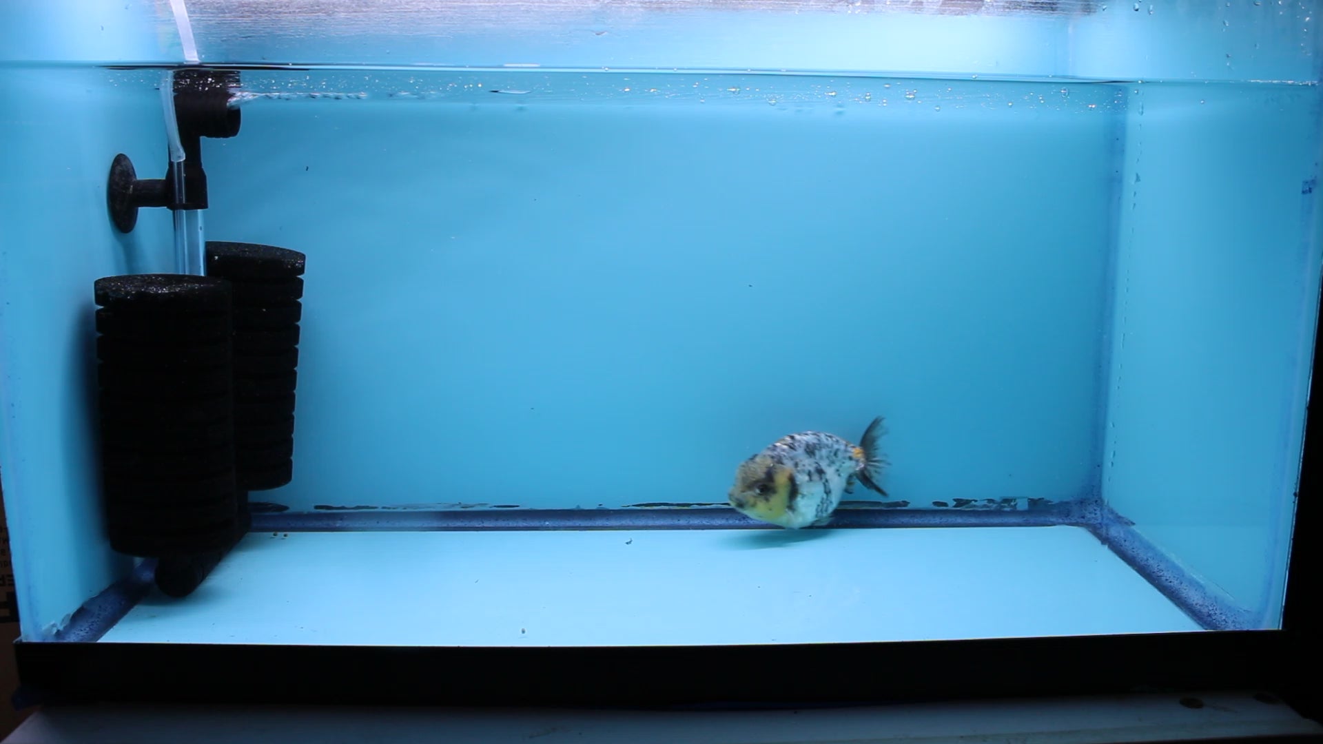 Live Premium Fancy Goldfish Thai Ranchu White Tiger Male 3.5” body 8 Months