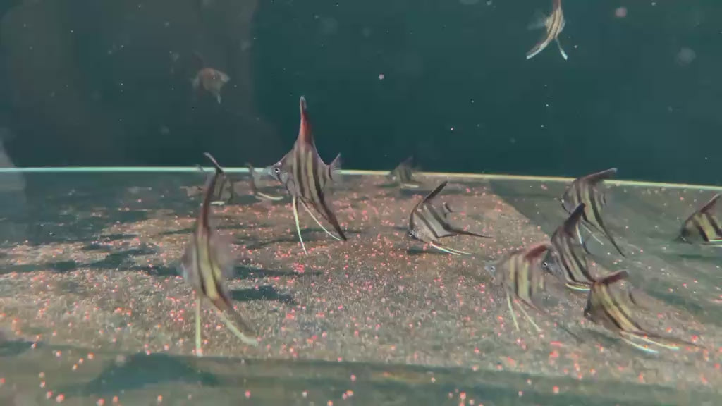 Live Fancy Fish – Rio Nanay Angelfish – Wild-Type Pterophyllum Scalare – (Our Choice)