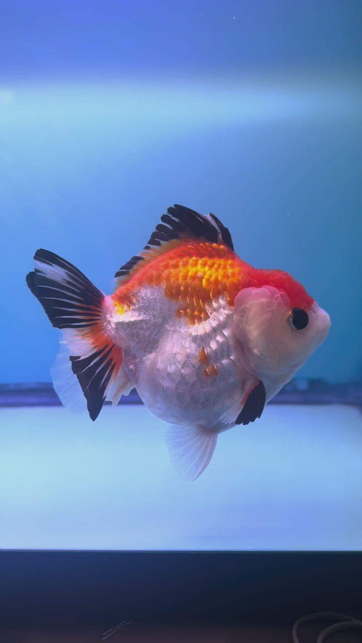 Live Premium Fancy Goldfish Thai Yuanbao Oranda Tri-Color Giant Breed Short-Tail Female 3.5” Body 8 Months (JC-078)