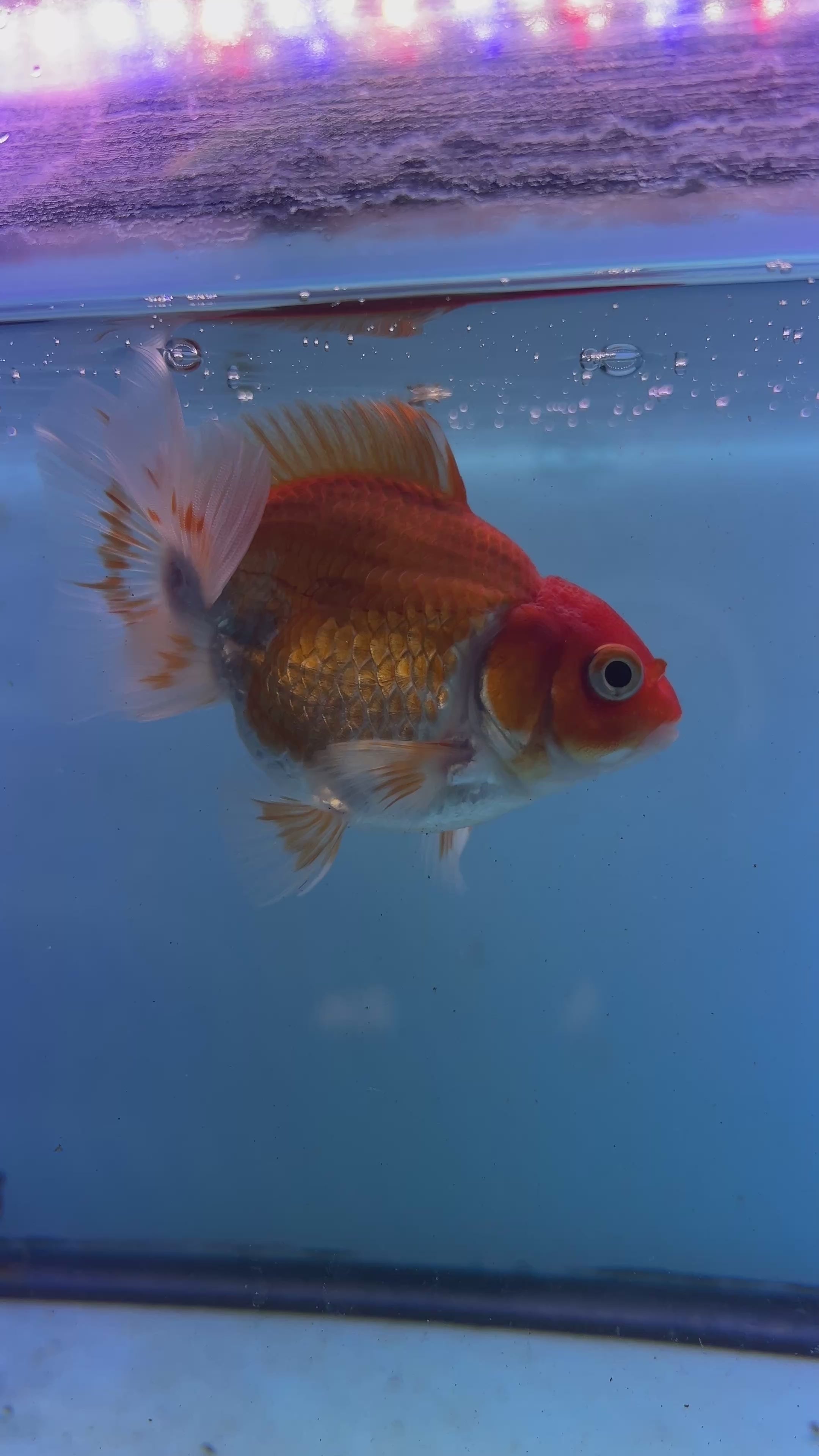 Live Premium Fancy Goldfish Thai Oranda Red & White 3" Body (JC-086) R1C01