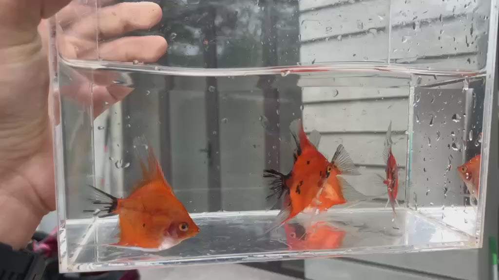 Live Fancy Fish – Red Devil (SUPER RED) Angel Fish VIP Grade, Rare Line-Bred Pterophyllum Scalare – (Our Choice)