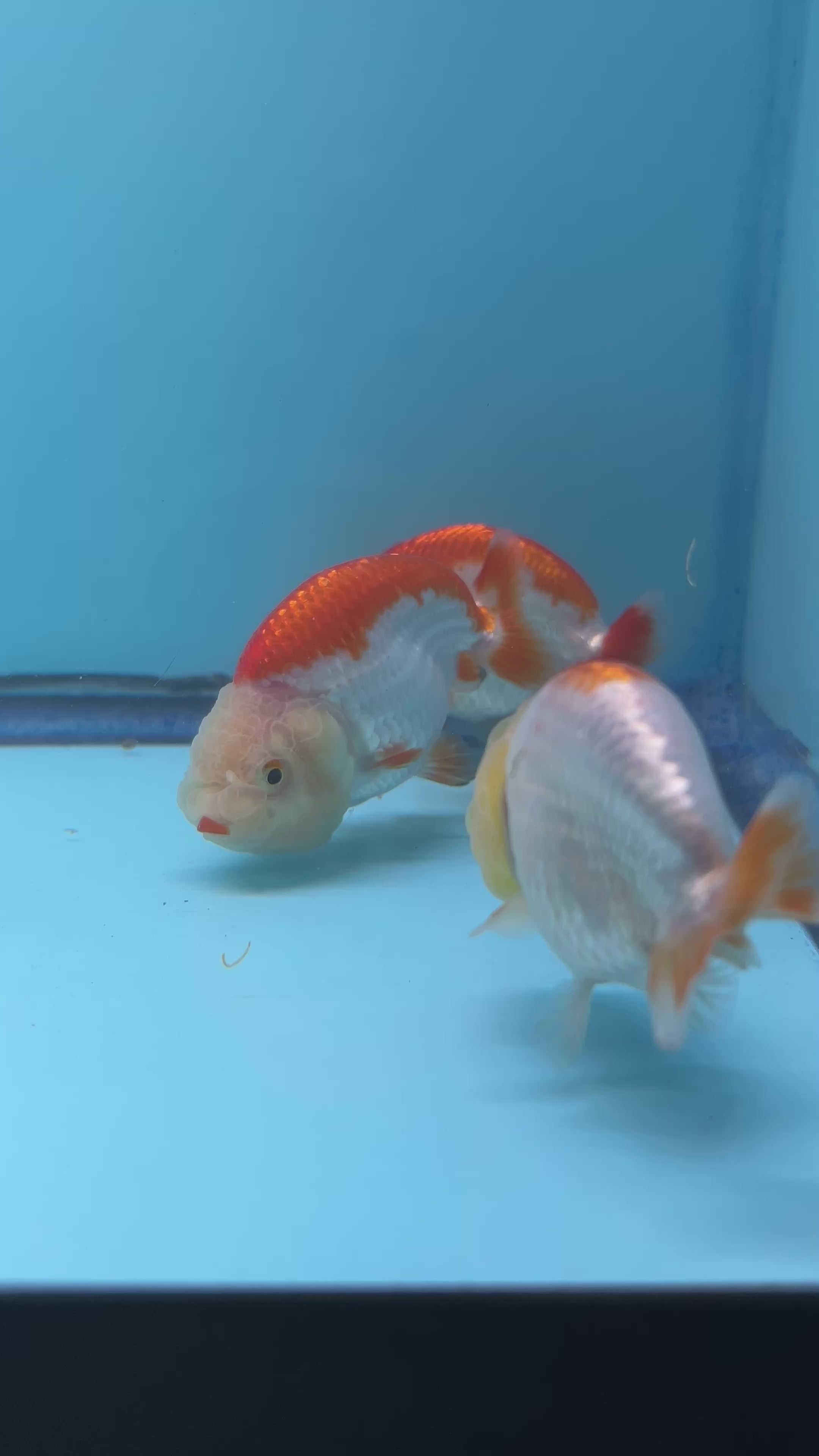 Live Premium Thai Ranchu Dragon Head Special Color Pack of 3 Ready To Ship (JC-058)