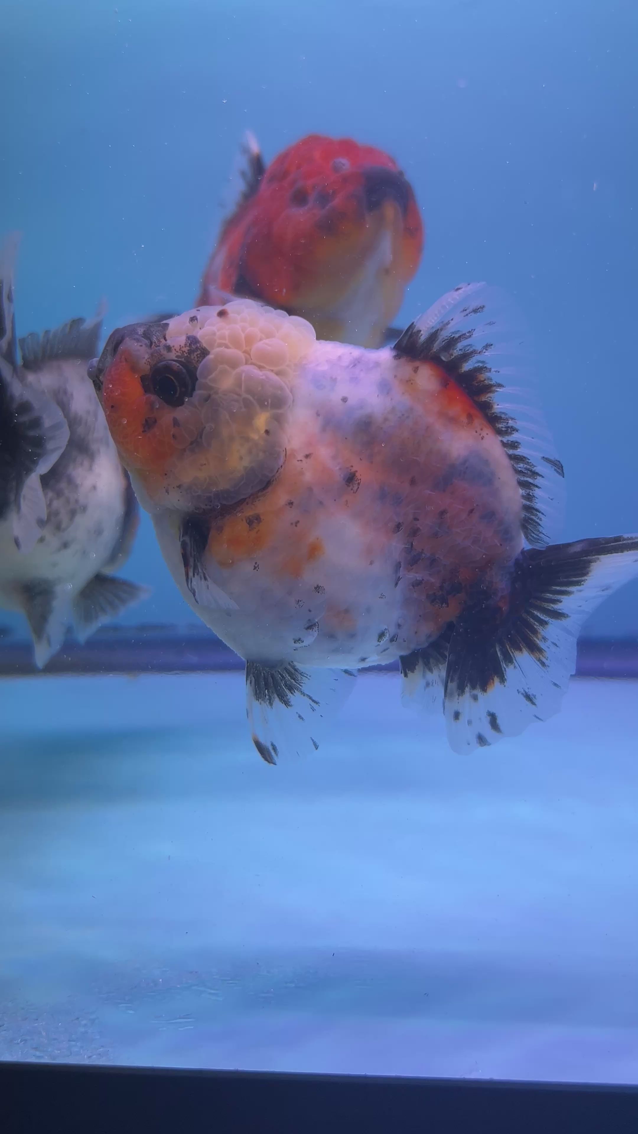 Live Premium Fancy Goldfish Thai Oranda Yuanbao Calico 3” body Female (JC-090) R1B03