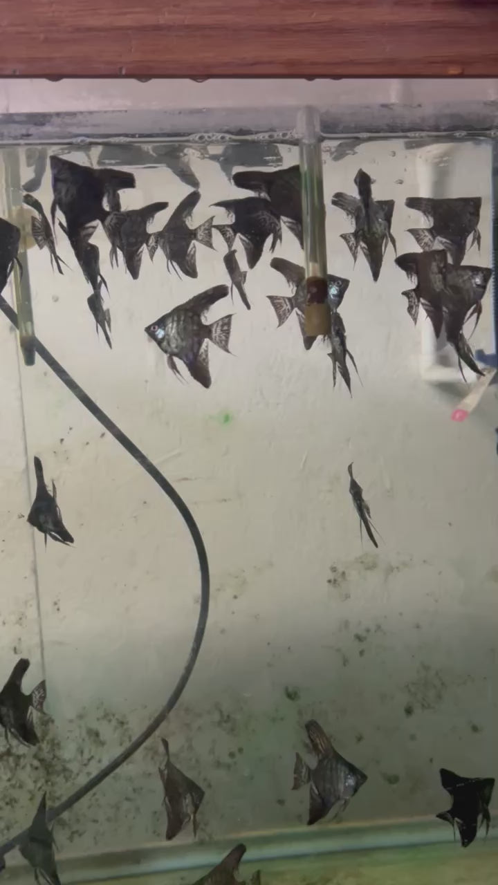 Live Fancy Fish – Leopard Angelfish Stunning Rare Line-Bred Pterophyllum Scalare VIP Grade – Direct From Farm