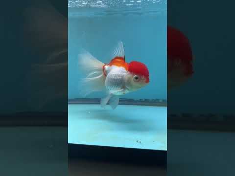 Live Premium Fancy Goldfish Thai Oranda Red Cap 4” body Female 8 Months (JC-107) Show Tank