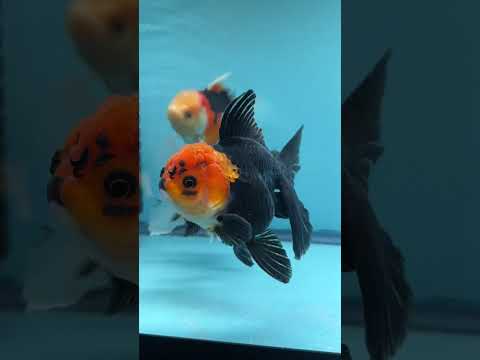 Live Premium Fancy Goldfish Thai Oranda Red Cap Black Body 3.5” body Female 8 Months (JC-112) R1C02