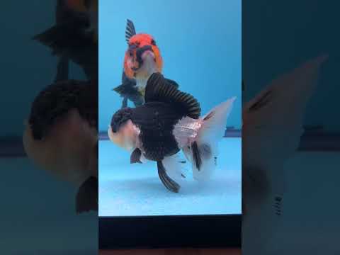 Live Premium Fancy Goldfish Thai Oranda Panda 3” body Male 7 Months (JC-110) R1C02