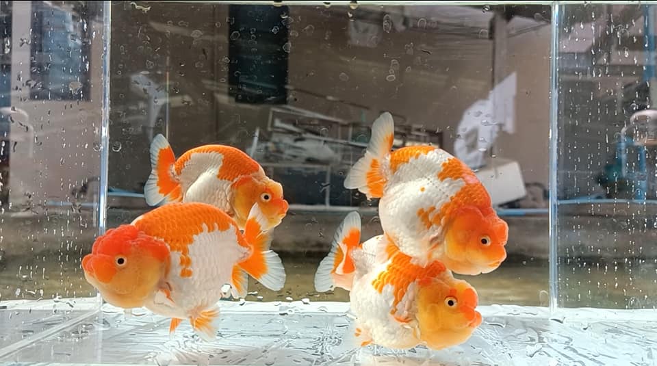 Live Fancy Goldfish Premium Select A Grade Our Choice Mix Color Ranchu 1.5"~2" (Our Choice)
