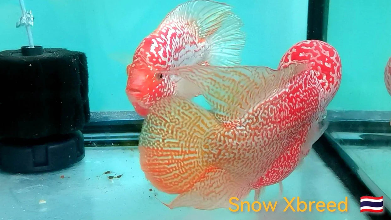 Live Freshwater Golden Base Kamfa 5"+ Male Flowerhorn by Snow X Breed Thailand (FH-001)