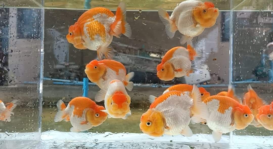 Live Fancy Goldfish Premium Select A Grade Our Choice Mix Color Ranchu 1.5"~2" (Our Choice)