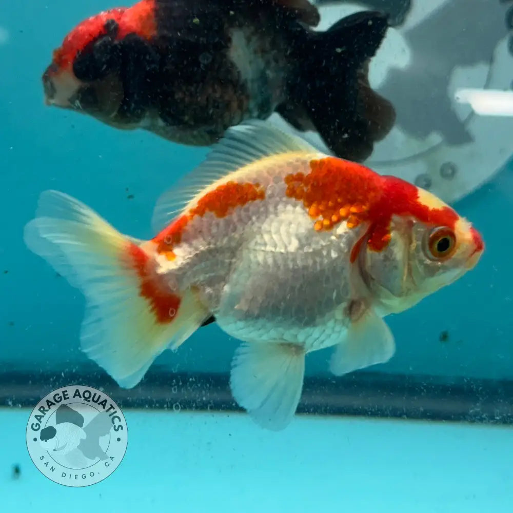 Red and White Thai Yuanbao Oranda Goldfish 3โโ Body Male (NPC-113) - GOLDFISH