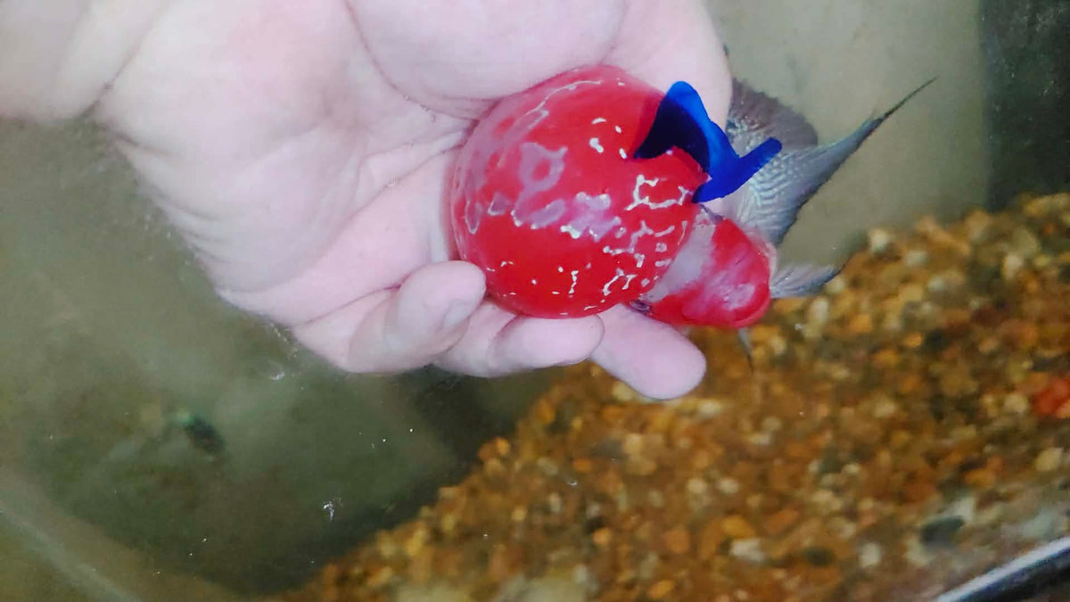 Live Thai Super Red Dragon Flowerhorn SRD-030 photo 1