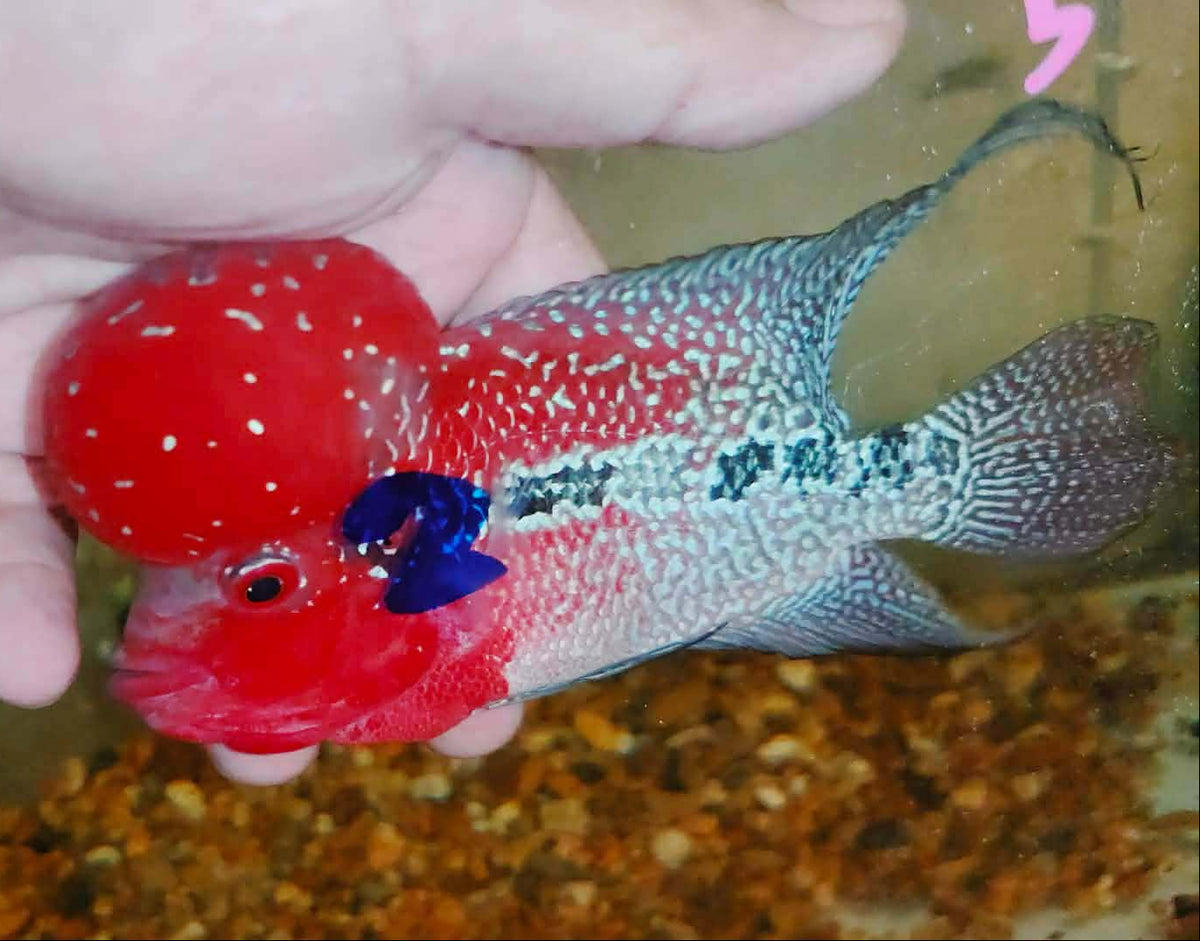Live Thai Super Red Dragon Flowerhorn SRD-031 photo 3