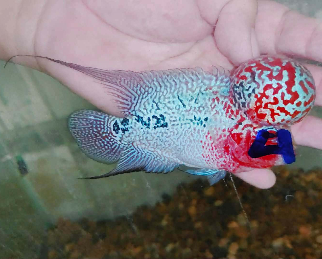 Live Thai Super Red Dragon Flowerhorn SRD-033 photo 1