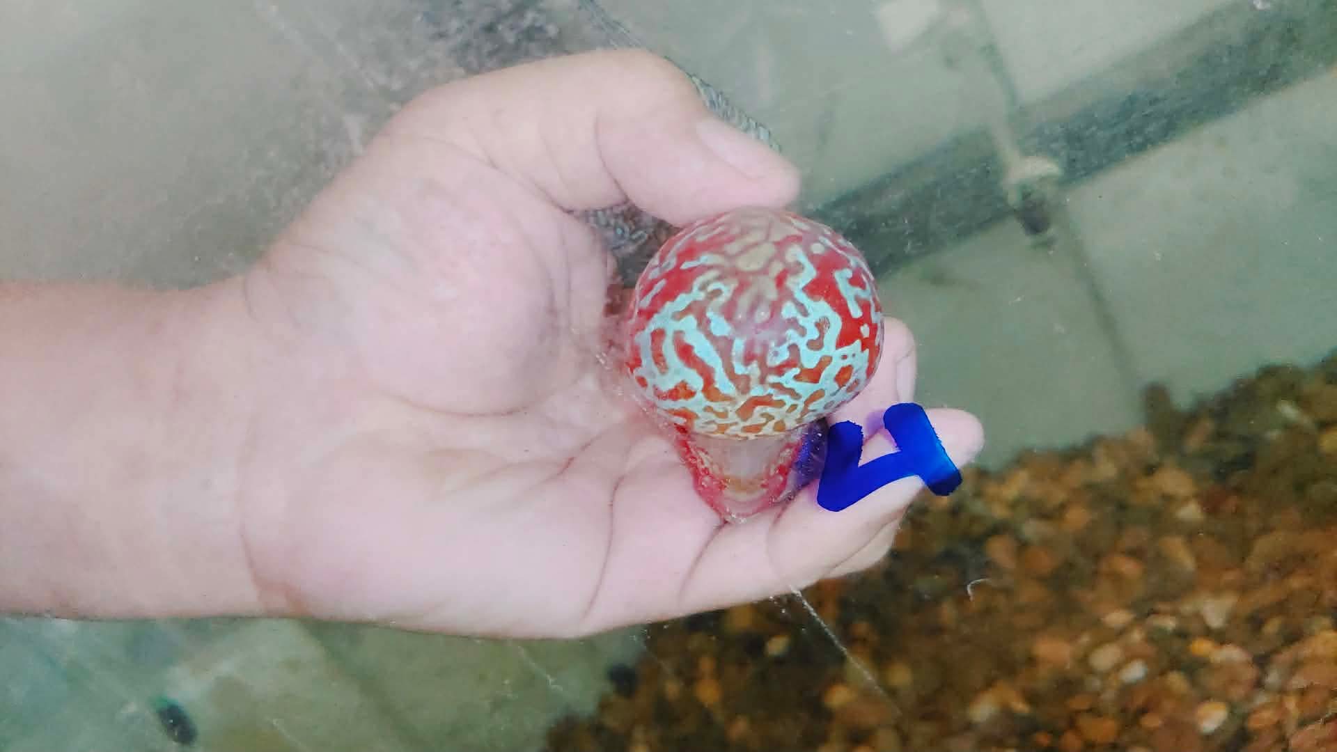 Live Thai Super Red Dragon Flowerhorn SRD-033 photo 3