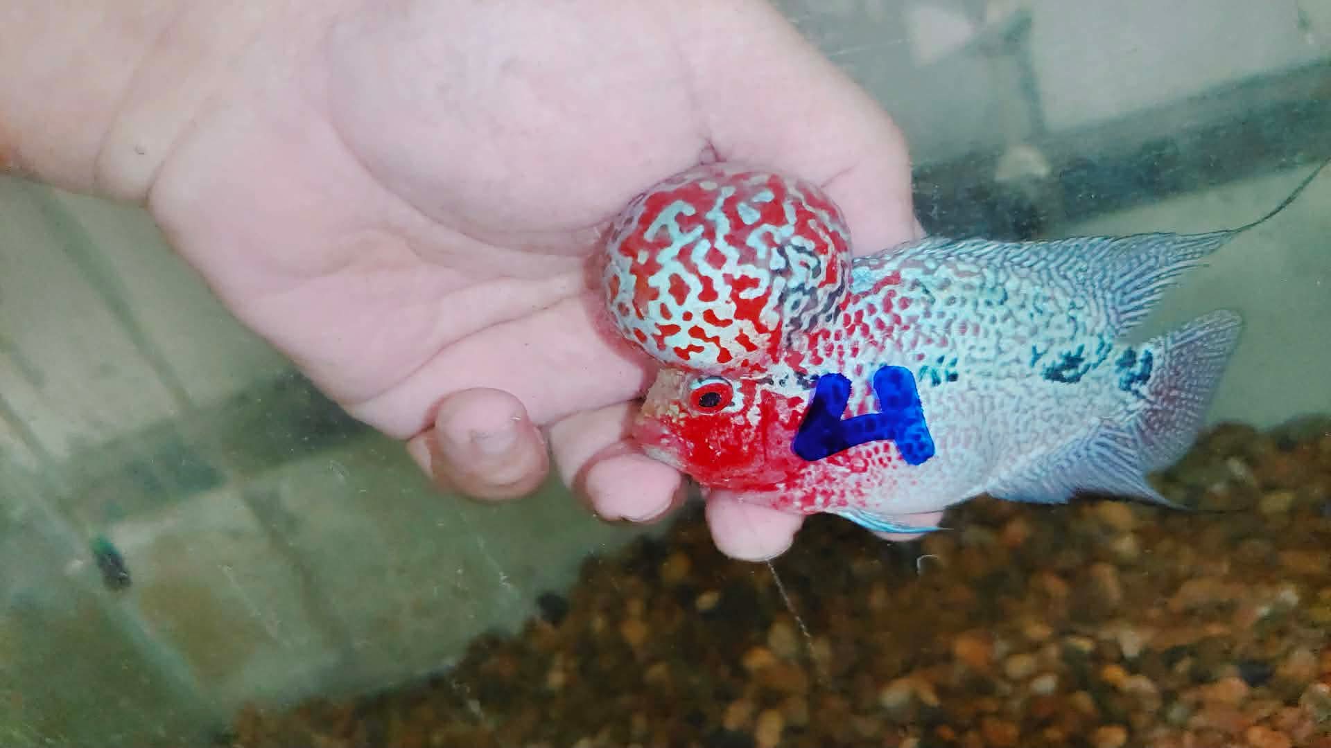 Live Thai Super Red Dragon Flowerhorn SRD-033 photo 4